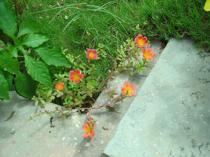 Orange five petal flowers..