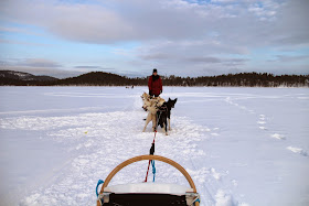 Husky Sled, Arctic Circle