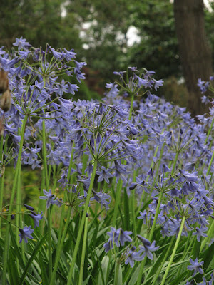 Agapanthus campanulatus care and culture