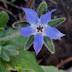 Borage flowers pictures.