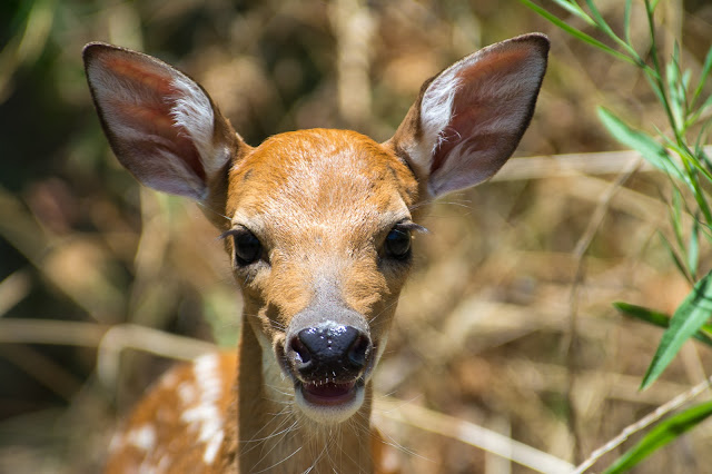 White-tailed Deer Fawn, Hagerman NWR