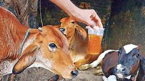 छत्तीसगढ़ में चार रुपए लीटर गौमूत्र : 28 जुलाई से शुरू होगी खरीदी, अभी हर जिले के दो गौठानों में ही व्यवस्था, four rupees liter cow urine in chhattisgarh