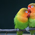 Stock photo lovebird