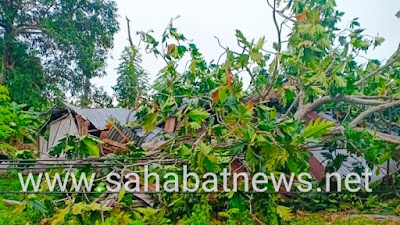 Angin Kencang Merata Di Pinrang Pohon Tumbang Timpa Rumah Warga Dan Tiang Listrik Roboh