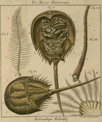 schaeffer insect engravings