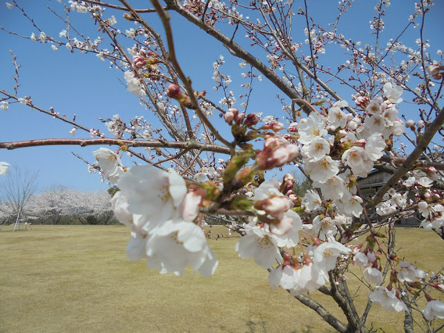 芝生け広場のソメイヨシノ桜