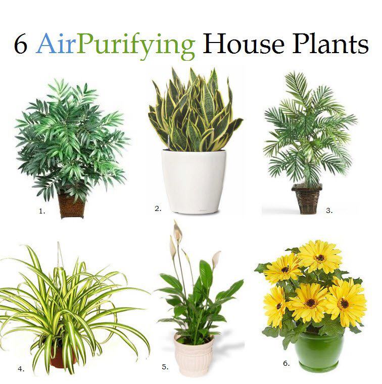 6 Air  Purifying  House  Plants  Useful One 