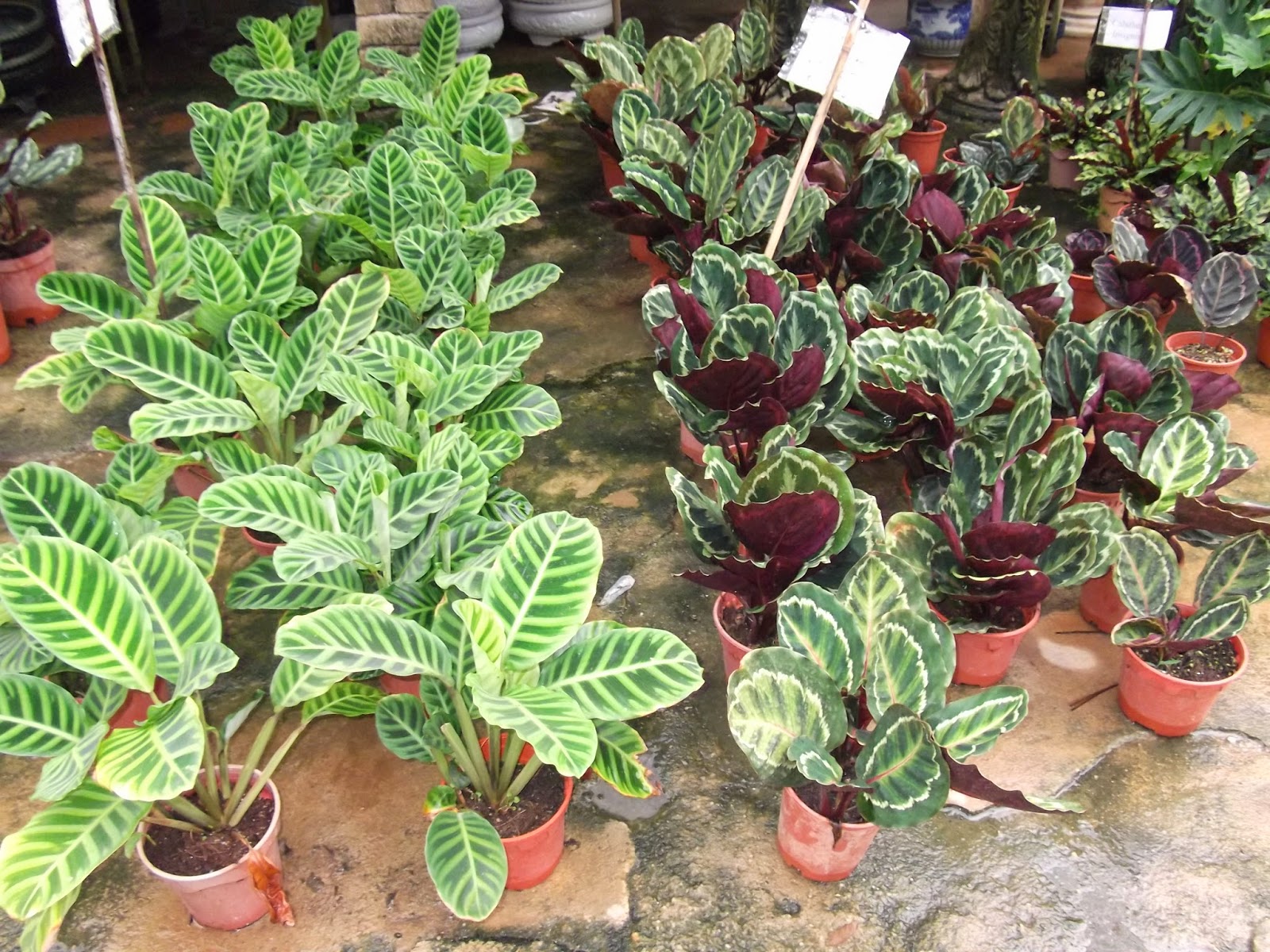 ZAIZEER KULIM LANDSCAPE JENIS JENIS RUMPUT POKOK BUNGA ZAIZEER KULIM LANDSCAPE JENIS JENIS RUMPUT POKOK BUNGA