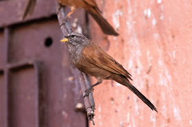 House Bunting - Marrakech, Morocco