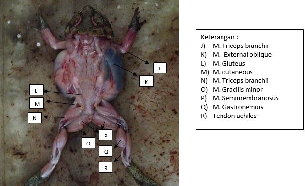 Otot yang menyusun katak tampak dorsal