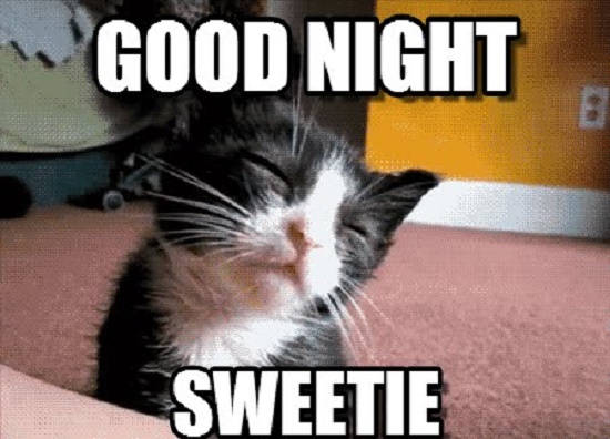 Funny Good Night Cat Photos & Memes