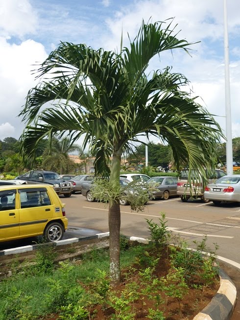 PALMS AND CYCADS POKOK PALMA DAN CYCADS Agrobio 