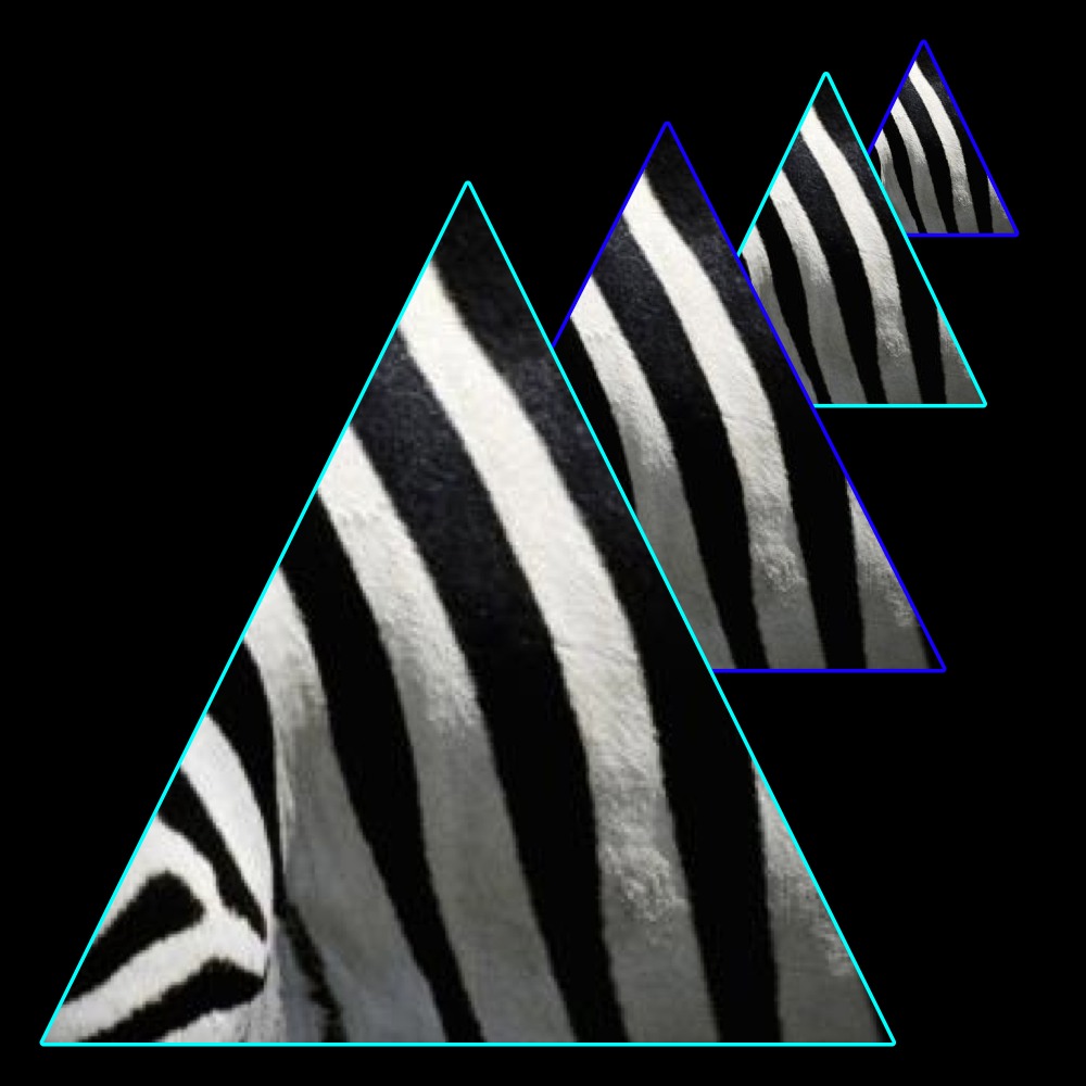 Are a zebras stripes black or