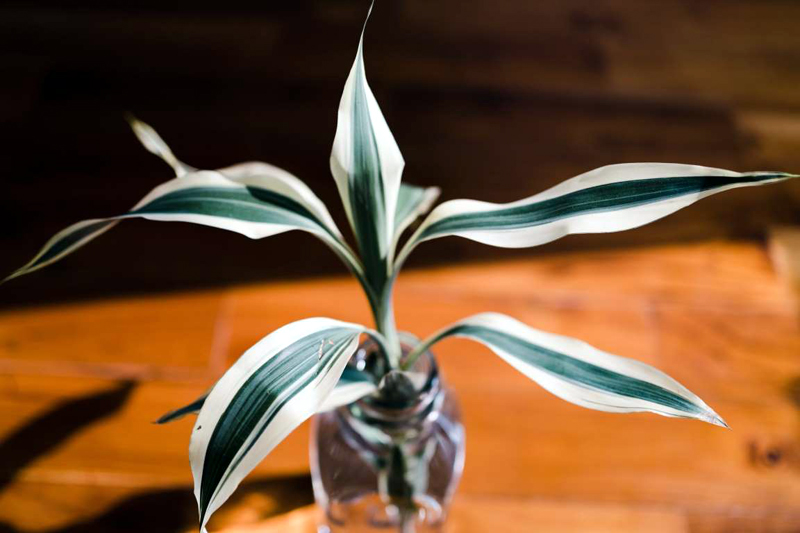 8 Easy-Care Houseplants That Improve Air Quality