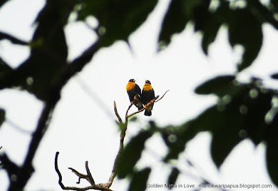 Golden Myna