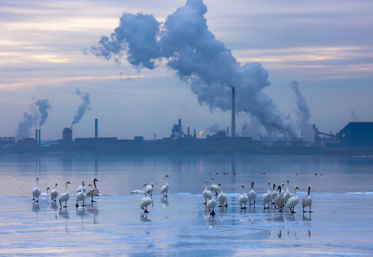 Mind-Blowing Pictures - Winners Of The 2019 Bird Photographer Of The Year Contest