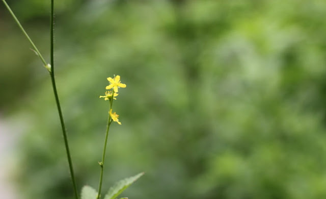 Agrimony Flowers Pictures