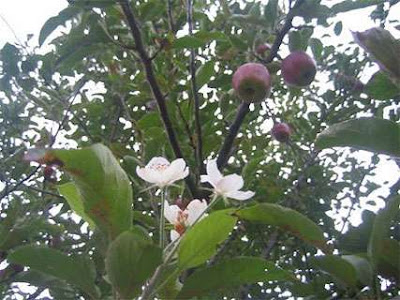 Have you ever seen an Apple tree?