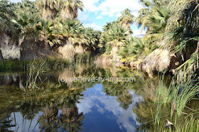 the pond shows reflections of the towering trees