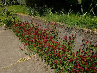 Trifolium incarnatum (Crimson Clover)