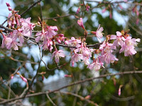 英国産のオカメ桜の花は少し小さい・・・。