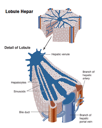 histologi lobulus hepar, venulae hepatika, cabang arteri hepatika, cabang vena portal hepatika, duktus biliaris, sinusoid, hepatosit, hepatic venule, branch of hepatic artery, branch of hepatic portal vein, bile duct, hepatocyte