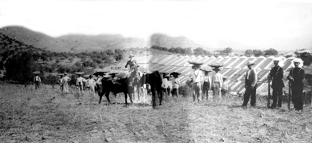 Plaga de la filoxera en Málaga en 1877.