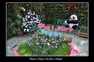 panda, giant panda, giant panda conservation center, giant panda forest, panda river safari singapore zoo, panda zoo negara malaysia, panda chiangmai zoo thailand, panda wwf