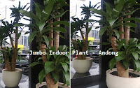 jumbo size indoor plant