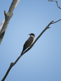 Birds on the Bruce Trail.