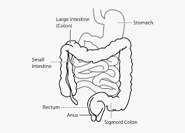 Large intestine structure | Large intestine diagram | Large intestine diagram labeled