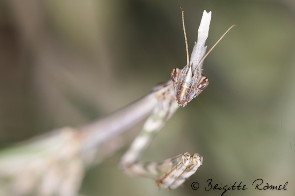 empusa pennata