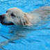 The Swimming Question: Can Every Dog Take to the Water?