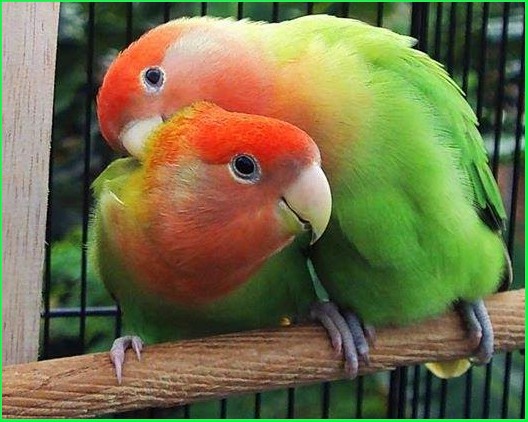 69 Warna  Lovebird  Salem