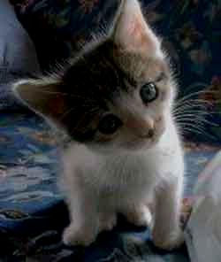 Gambar kucing imut dan lucu