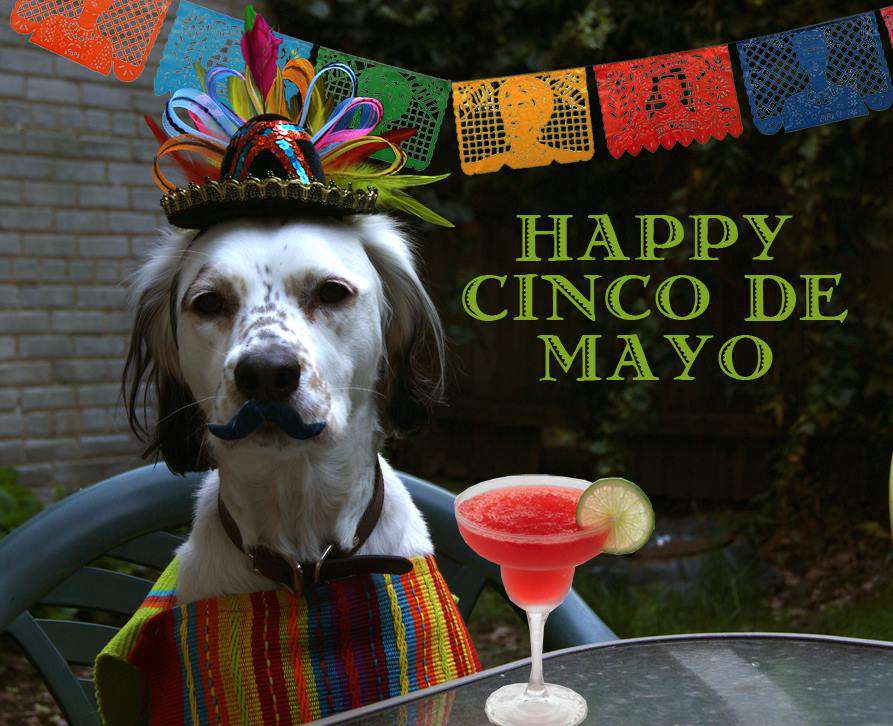 Cinco de Mayo Wishes Pics