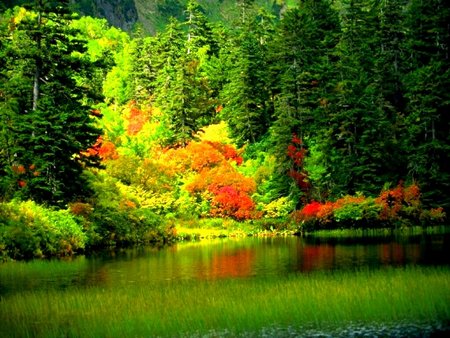 beautiful nature scene 