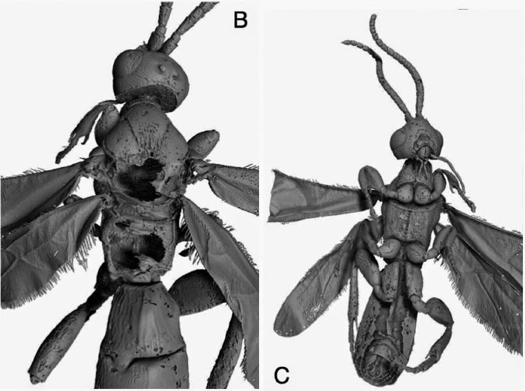 http://sciencythoughts.blogspot.co.uk/2014/09/two-new-species-of-braconid-wasps-from.html