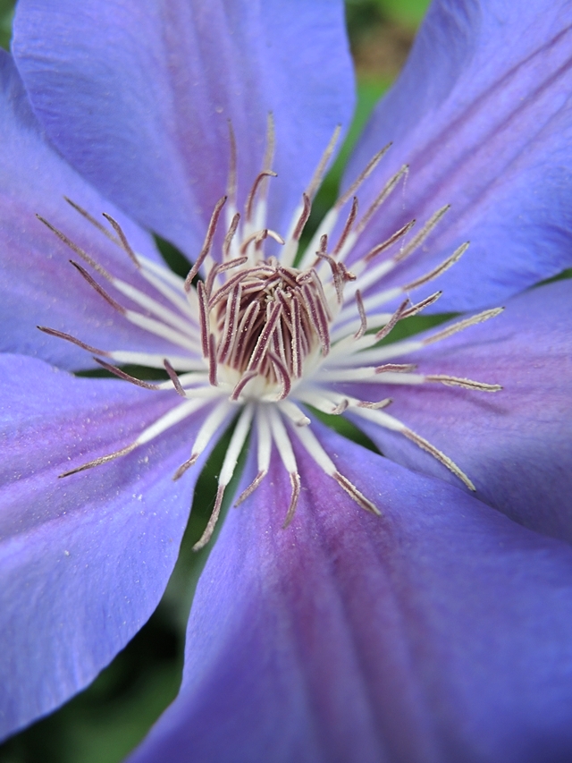 De mooiste foto's uit mijn tuin van juni 2015