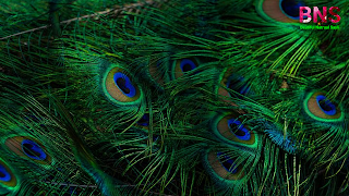 peacock beutiful wallpaper, peacock feather, beutiful peacock Morningpeacock wallpaper photo,  peacock wallpaper for walls,  peacock wallpaper design,  beautiful peacock wallpaper,  peacock feather wallpaper,  peacock live wallpaper,  peacock 3d wallpaper,  5d peacock wallpaper