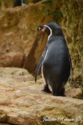 Manchot de Magellan au Bioparc Doué-la-Fontaine