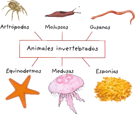 ANIMALES VERTEBRADOS E INVERTEBRADOS  - animales invertebrados imagenes