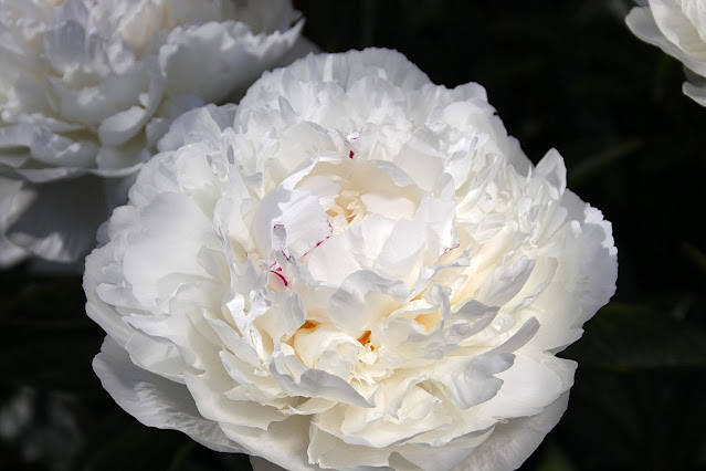 Пион 'Vesilna' / Пион 'Весильна' (Paeonia 'Vesilna')