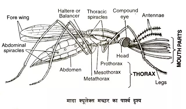 मच्छर (Mosquito) : वर्गीकरण, परिचय, प्राकृतिक वास, बाह्य लक्षण|hindi