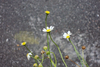 Daisies in the balcony