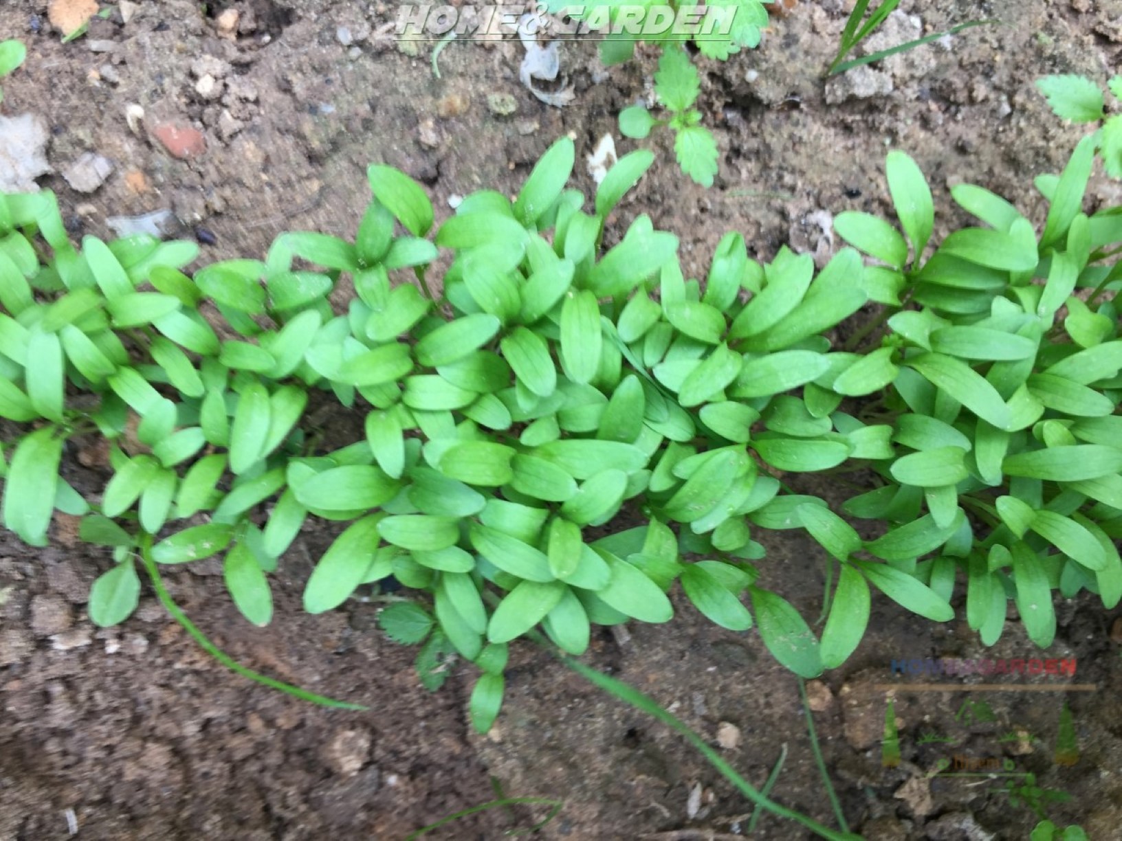 Cilantro seeds take about two to three weeks to germinate.