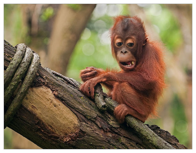 All Funny  Cute Cool and Amazing Animals Funny Orangutan  