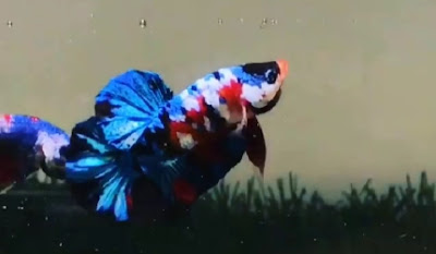 ikan cupang multicolor