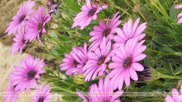 purple-flower-wallpaper