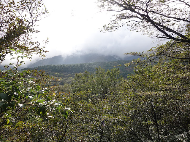 大休峠入り口に向かう山道　美しい大山の森